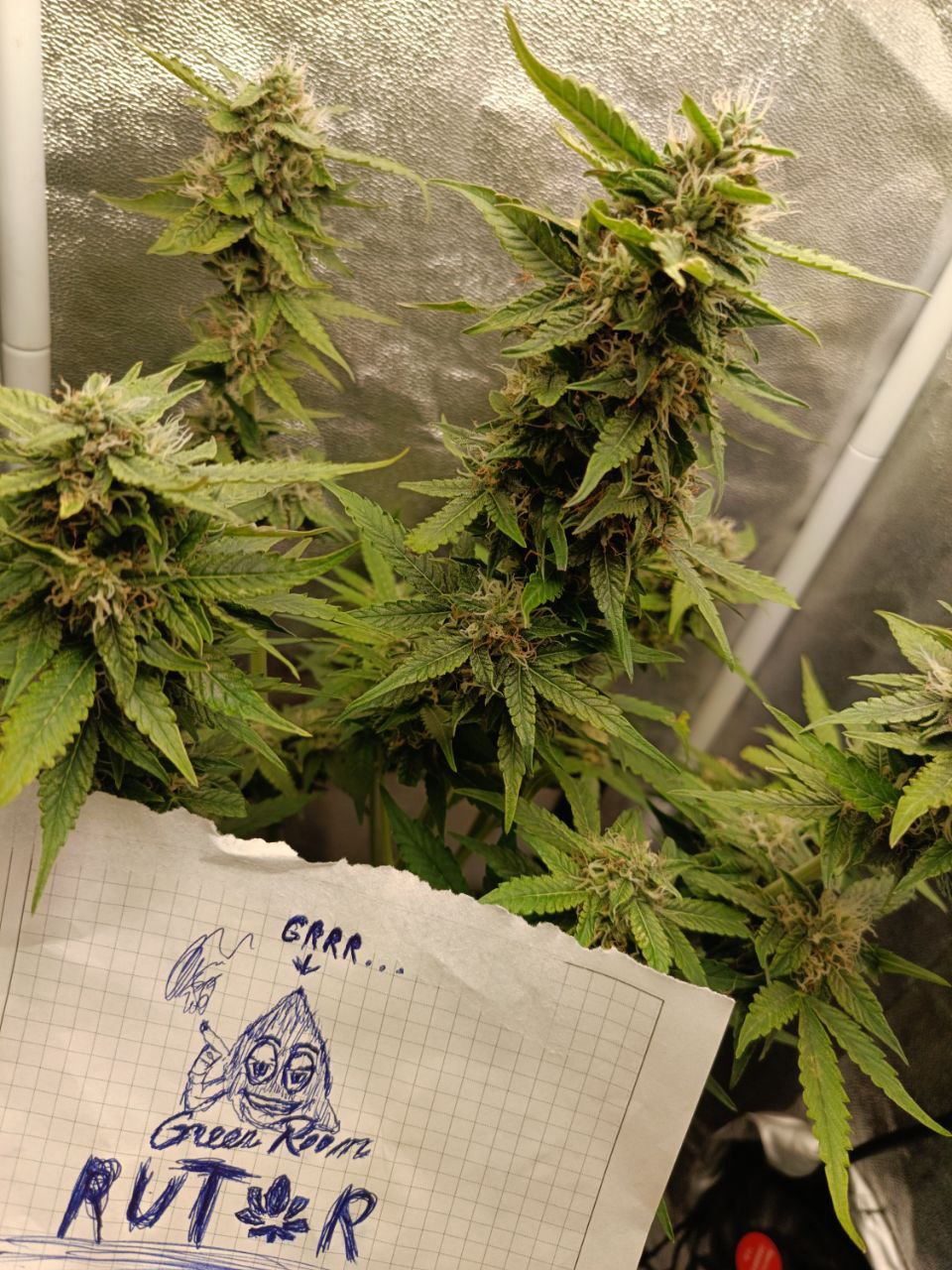 crack — копия.jpg