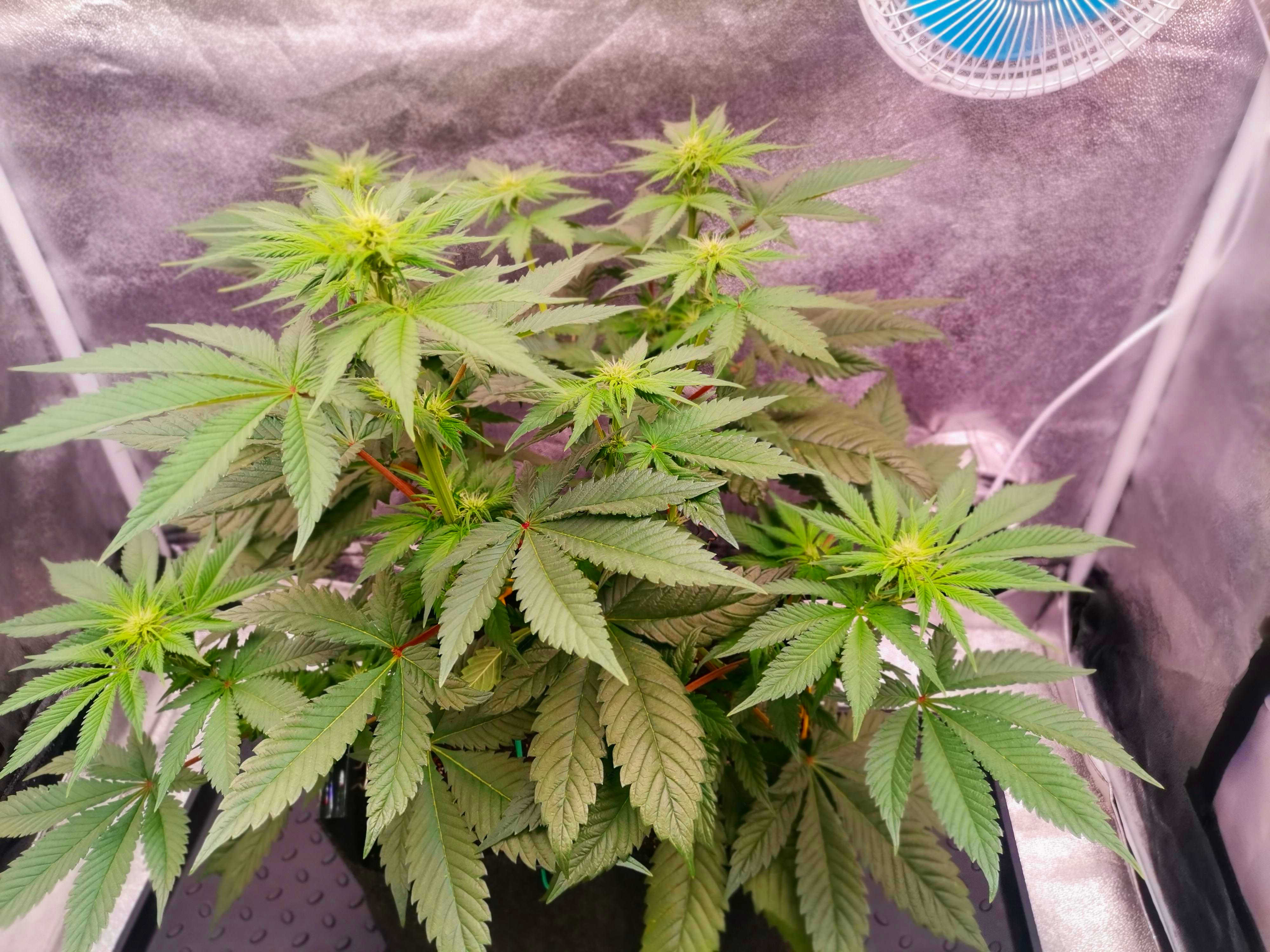 свежие 552.jpg