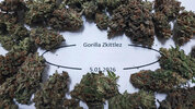 gorilla zkittles_low.jpg